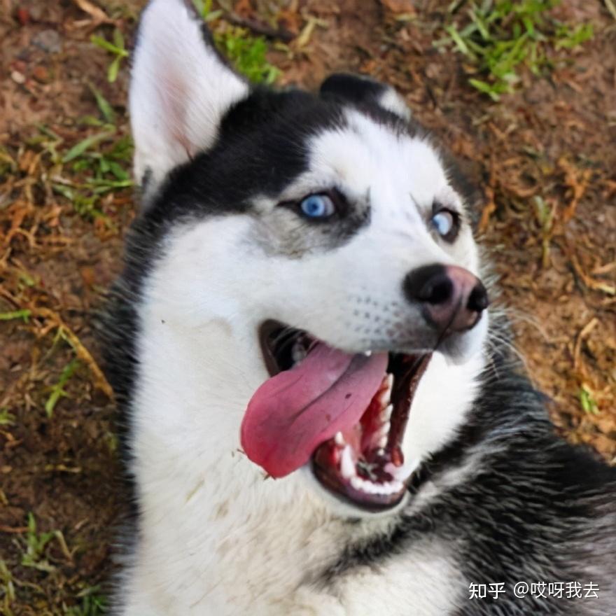 价格:1000-3000元外号:撒手没,二哈性格特点:神经质,温顺大方哈士奇最
