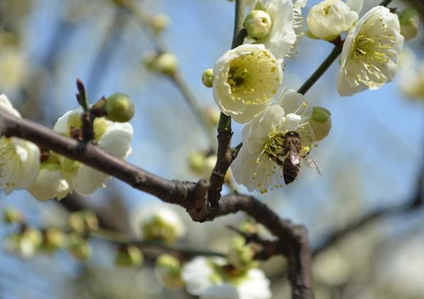 赏梅不识梅?盘点11大梅花品种群