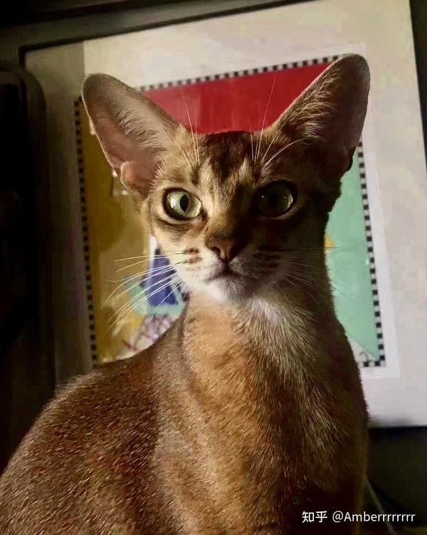 阿比西尼亚猫(abyssinian)是埃及法老守护神的原型动物.