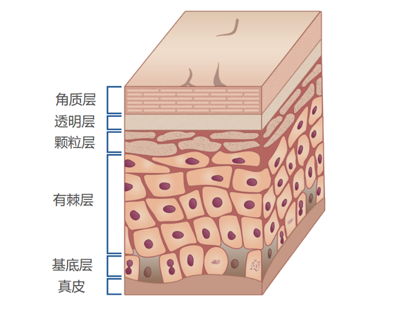 广泛的来说,皮肤是由表皮层,真皮层和皮下组织构成的.