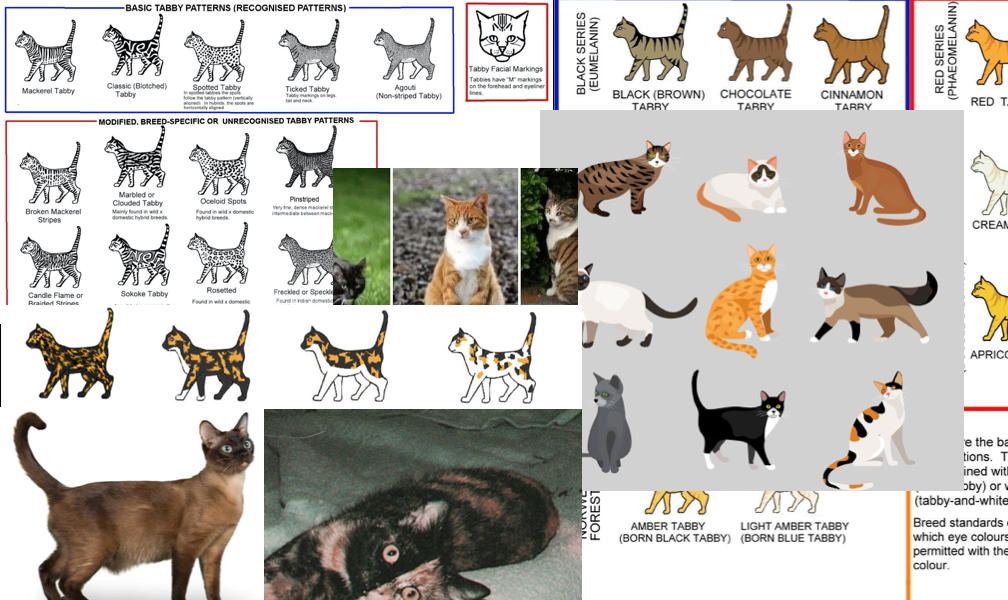 史上最全猫咪颜花纹对照表耐着性子读完秒杀90繁育人更新链接整理总结
