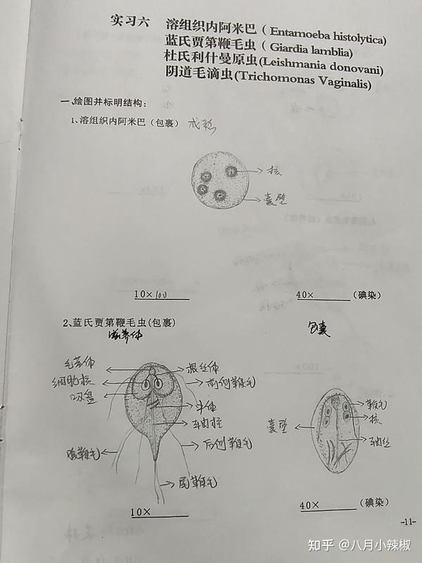 医学寄生虫实验手绘图