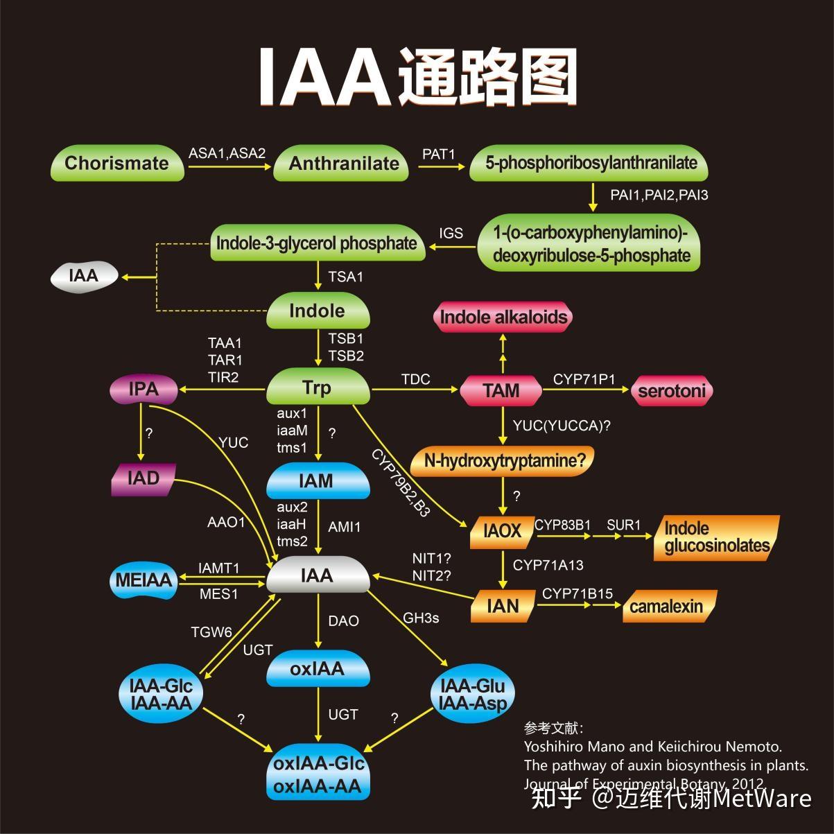 植物激素专题一生长素的合成信号转导功能及文章分享