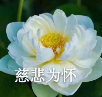 沙雕莲花表情包