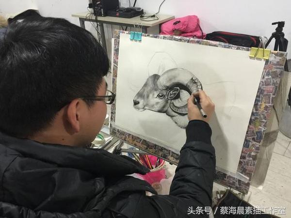 素描绵羊