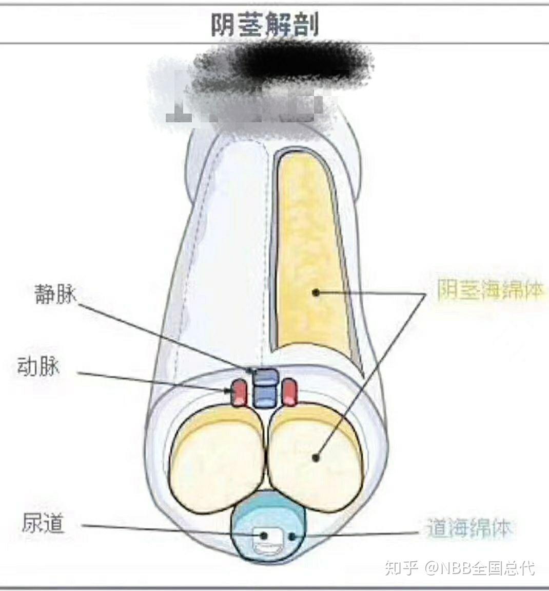 海绵61是体69什么71