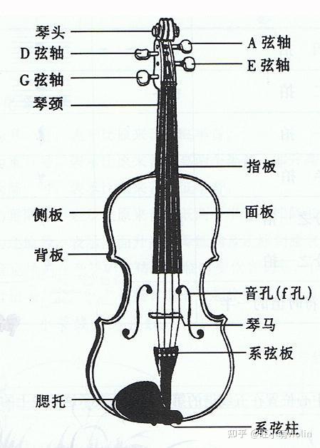 小提琴主要构造名称简图