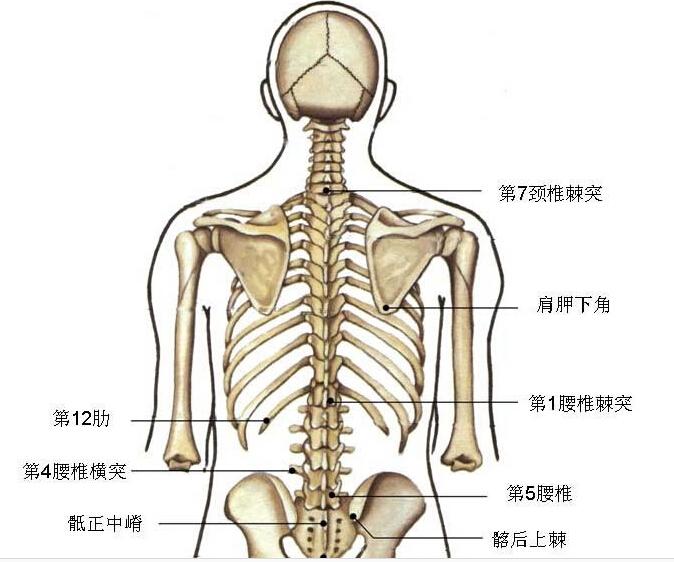 脊柱棘突的定位方法
