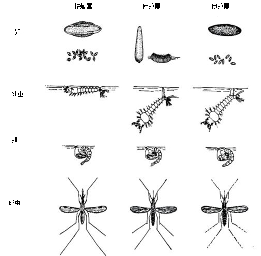 常见的三类蚊虫(按蚊,伊蚊,库蚊)生活史的区别如下: 蚊虫幼虫虽然都