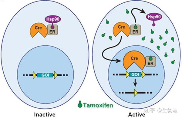 er:雌激素受体.hsp90:热休克蛋白90