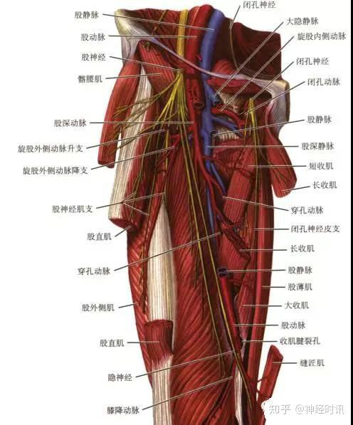 的皮支,分布于髌下方,小腿前内侧面至足的内侧缘 股神经干体表定位