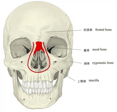 鼻翼鼻头的部分的骨骼本身就是软骨,从硬骨上看,这个部位就是梨状孔