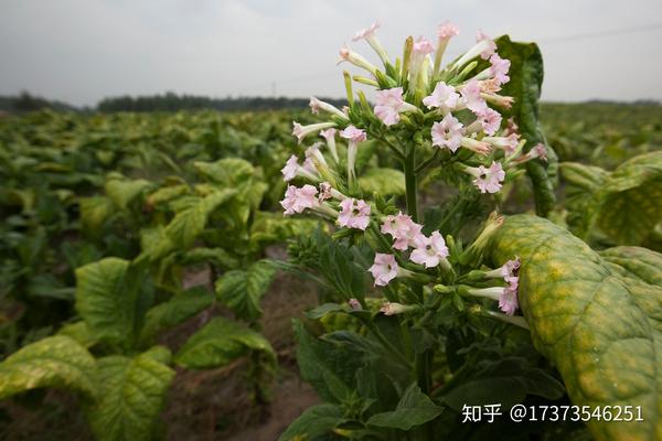 烟草种植熏烤背后的辛酸