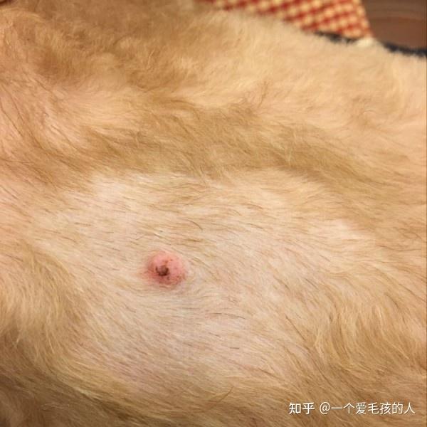 狗狗胸口长了个像粉刺的是什么 问题描述: 位在胸口的地方,在这张照片