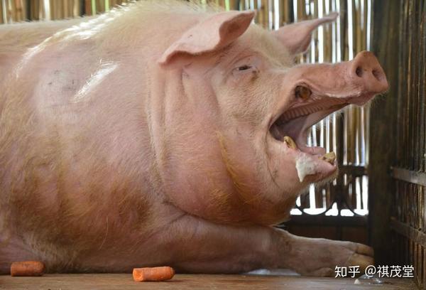 猪不吃食的原因是什么?提高猪采食量的饲料添加剂糖萜素用法用量
