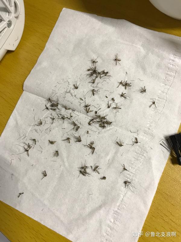 晚上十一点打蚊子打到早上五点