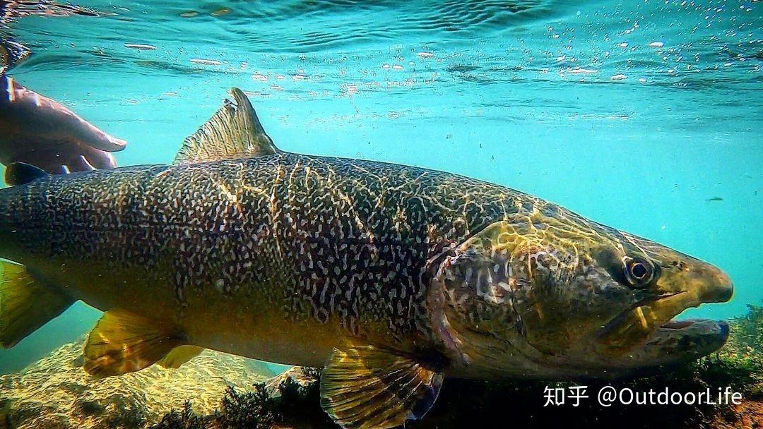 飞钓目标鱼百科1鲑科鱼类的起源和谱系