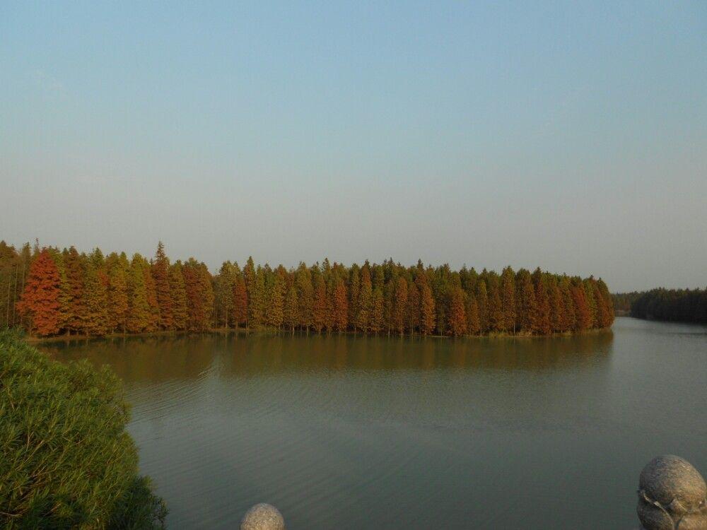 上海海湾国家森林公园 秋季旅游攻略 低音号免费语音导游