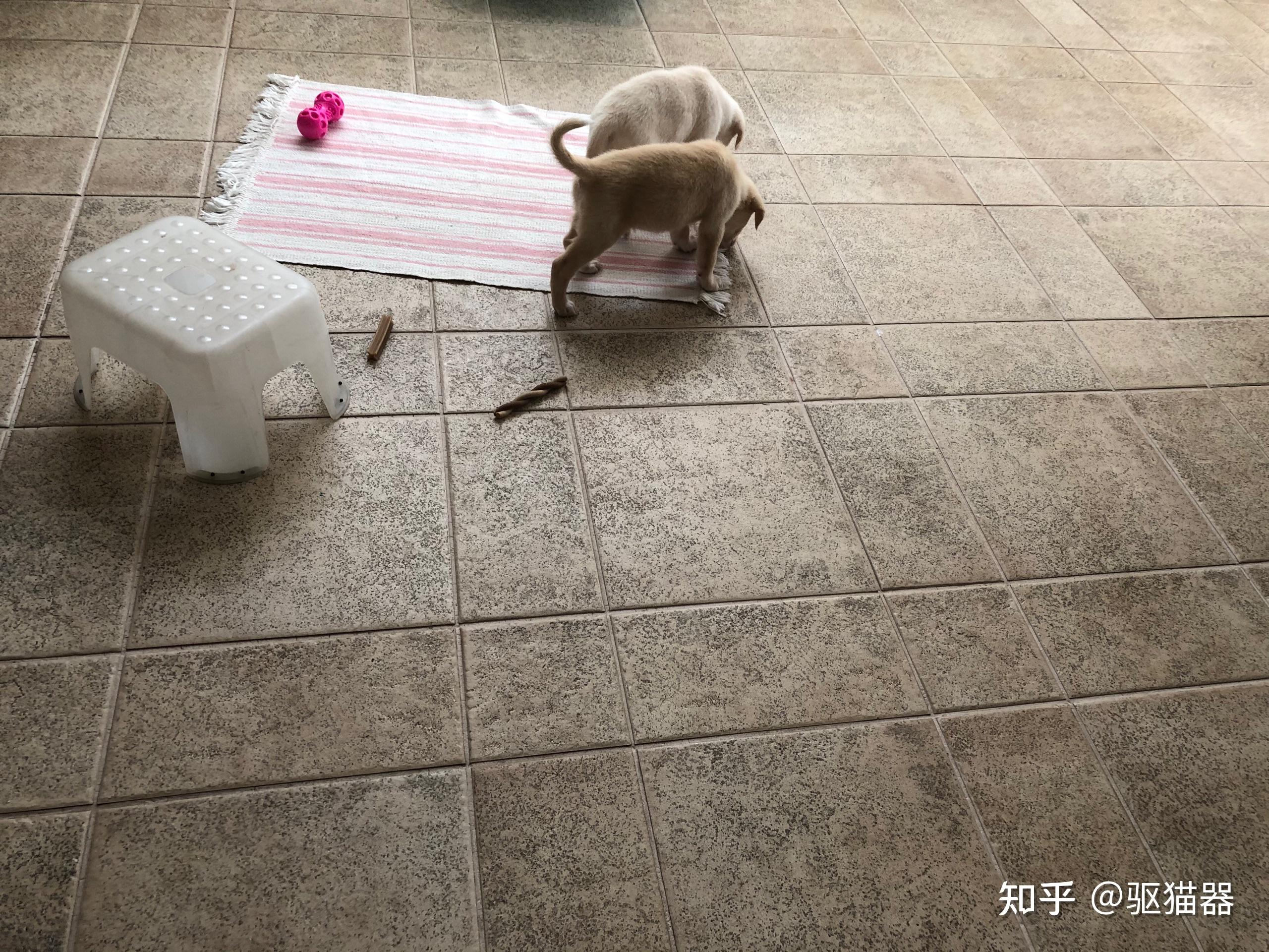 北非猎犬是一种什么样的动物