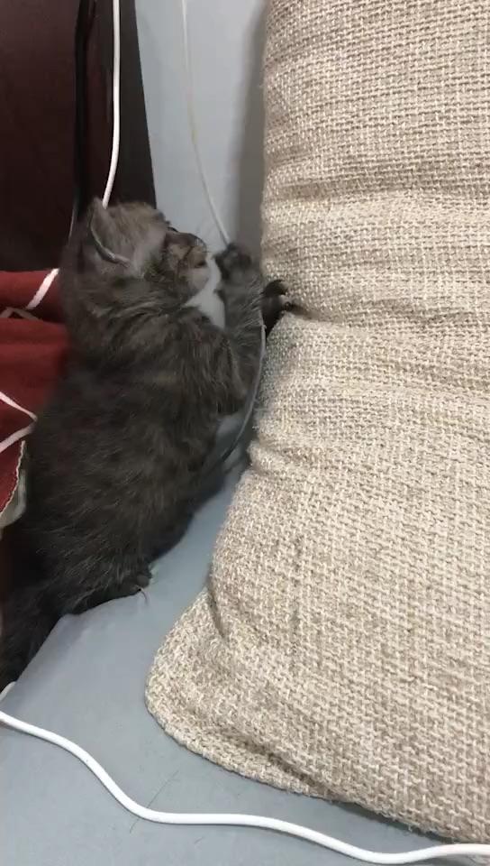 土猫能和英短q配种吗?