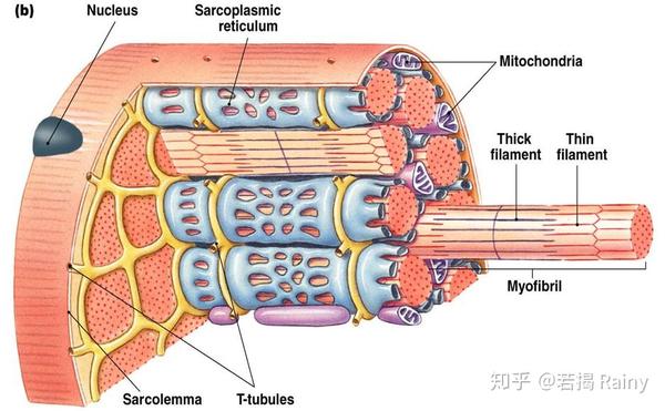 肌原纤维 myofibrils 结构