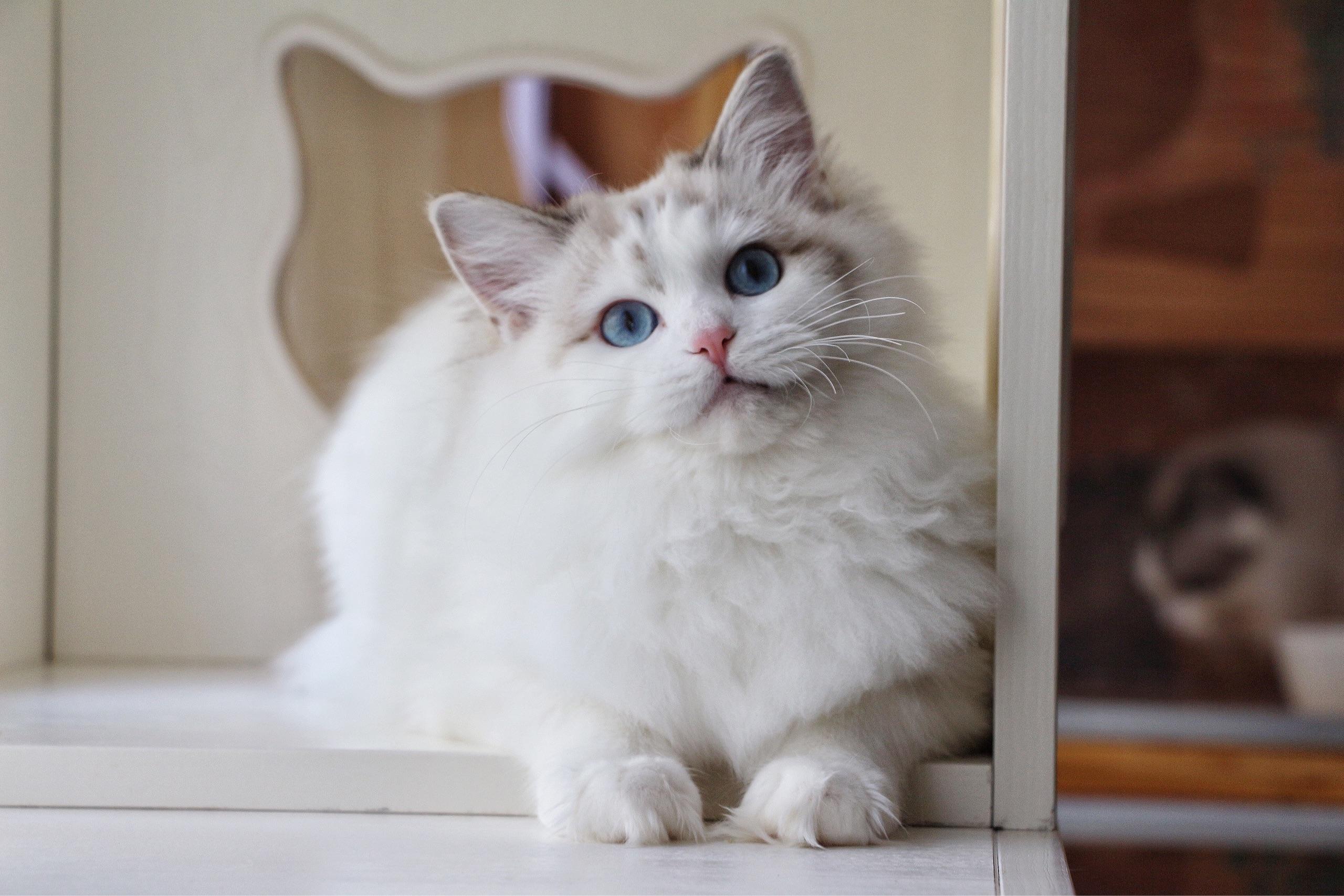 蓝山双色布偶猫