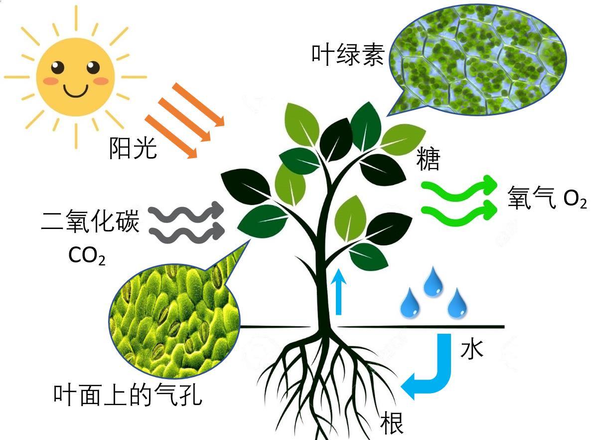 人类史上最伟大的科研成果之一,二氧化碳将成人类食物