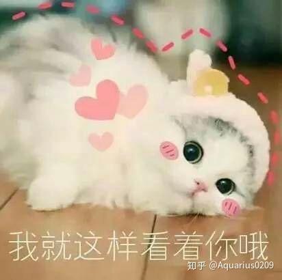 有什么特别可爱猫猫的动态图或表情包吗?