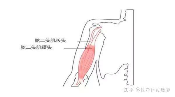 但有些损伤,往往是日常打球的时候积累出来的慢性损伤,肱二头肌肌腱