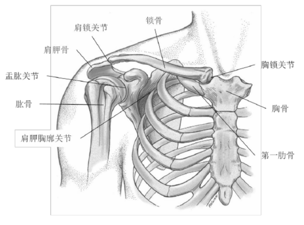 肩锁关节和盂肱关节,涉及胸骨,锁骨,肋骨,肩胛骨和肱骨,是人体中最
