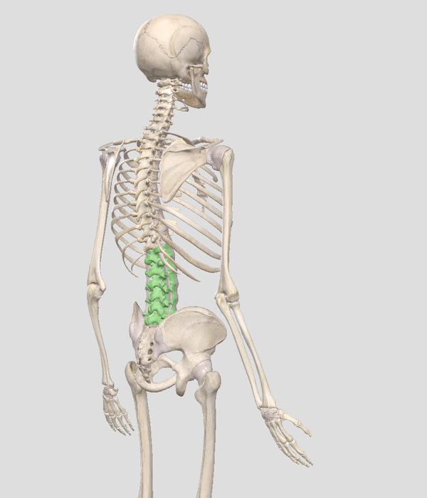 脊柱腰部及结构整体观