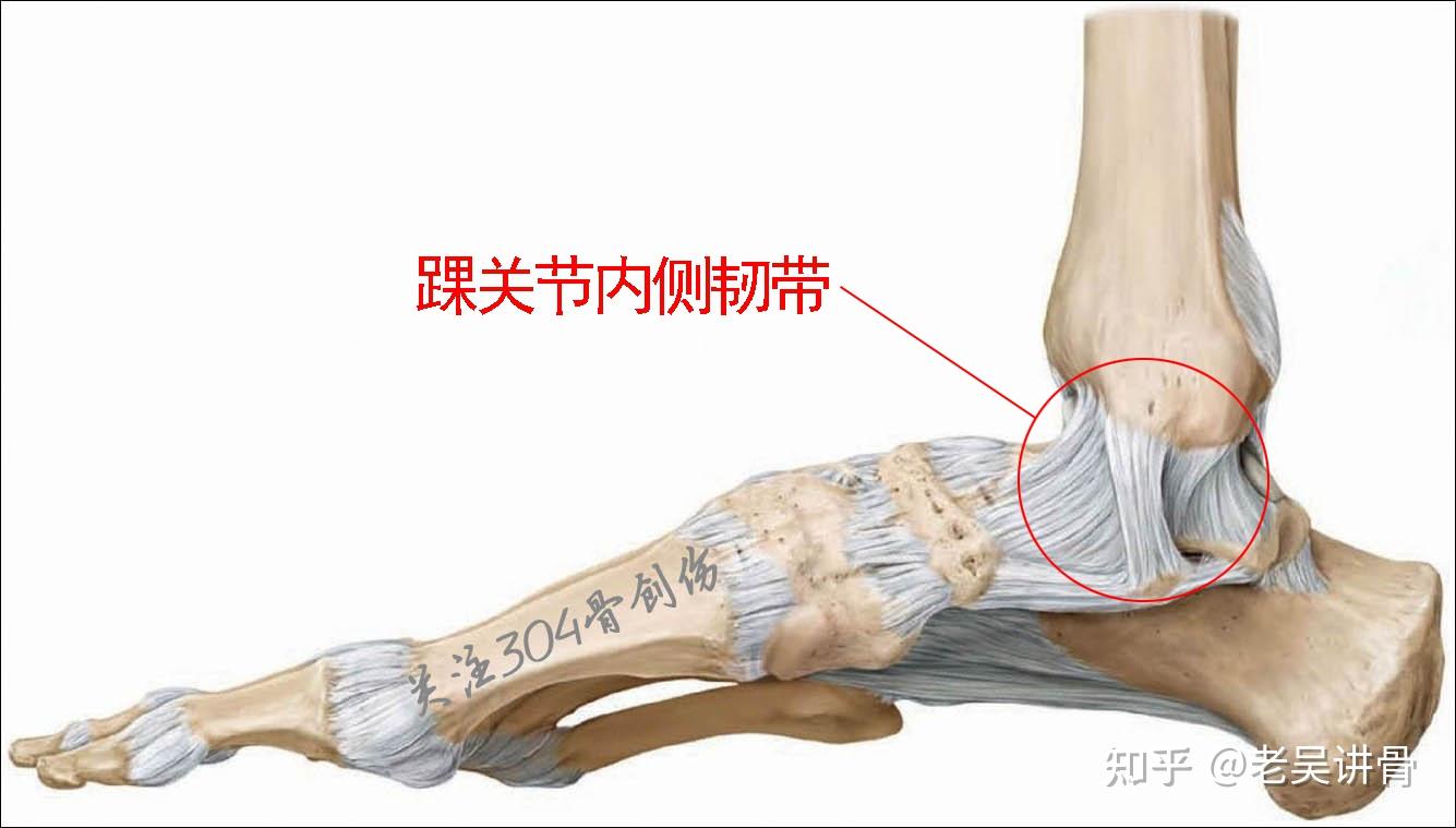 踝关节结构