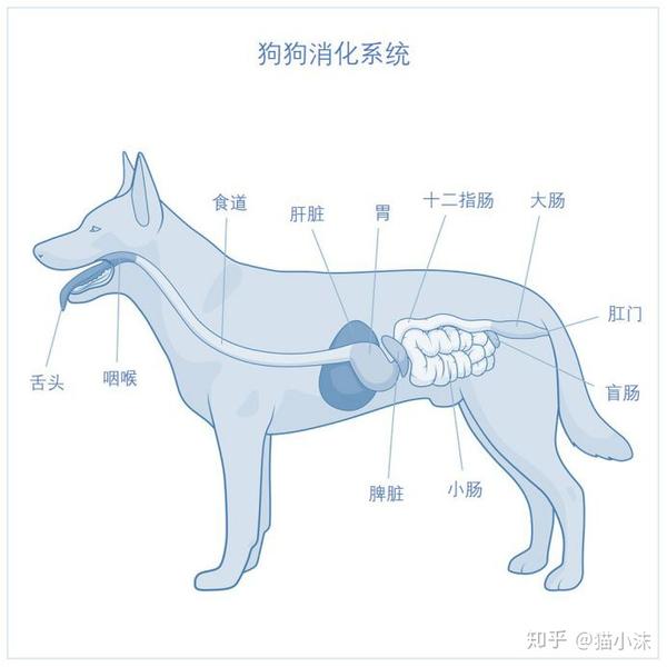 犬猫中的胆汁酸