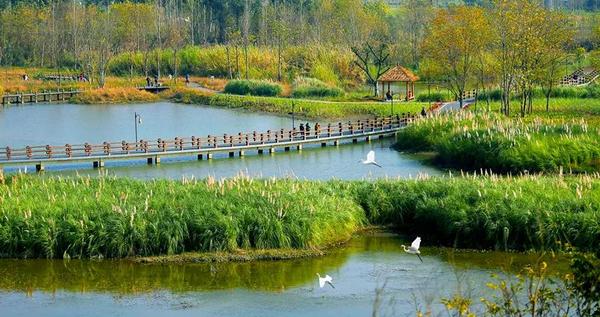扩散丨成都首个国家湿地公园新津白鹤滩免费开放!春节