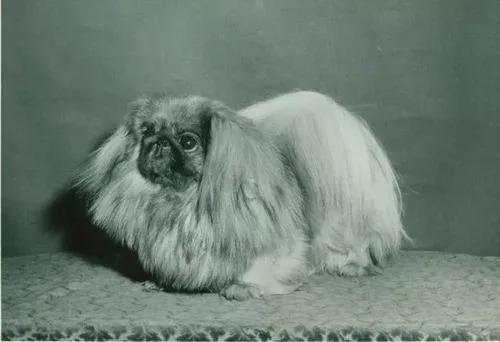 京巴俗称"宫廷狮子狗,国际上又叫"北京犬,是中国最古老的犬种之一