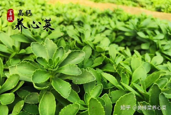 种养一体化种植推荐:人畜皆可食用的富碳高钙养心菜