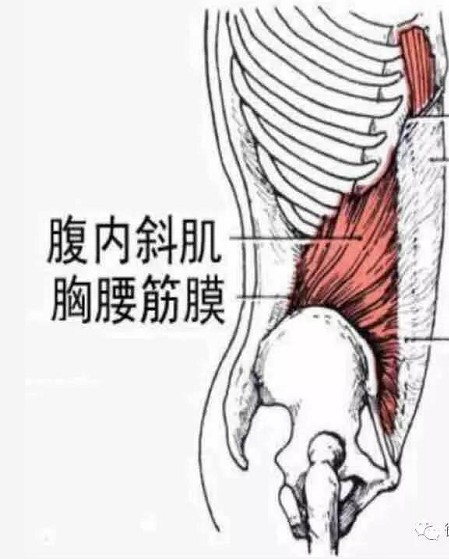 我们应该如何系统有效练习腹肌?