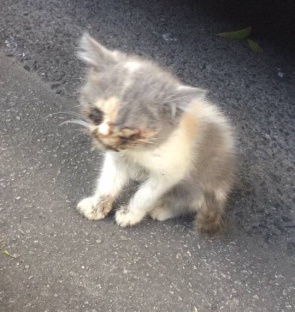 捕杀流浪猫与反对虐待动物是否矛盾?