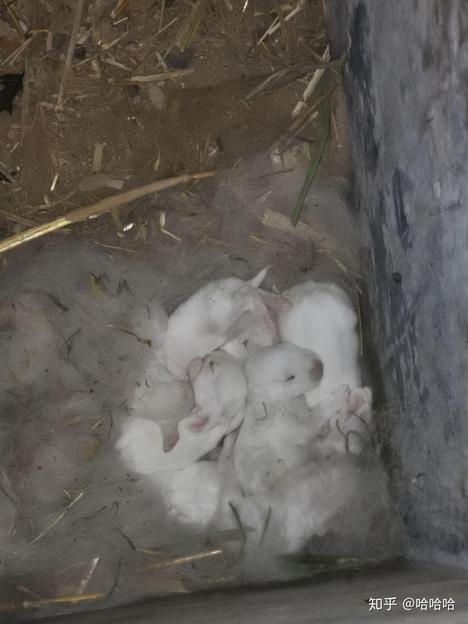 刚出生的兔子宝宝要怎么养