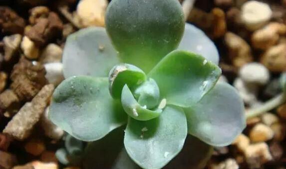 多肉植物常见的6种虫害每一种都能要了肉肉的命