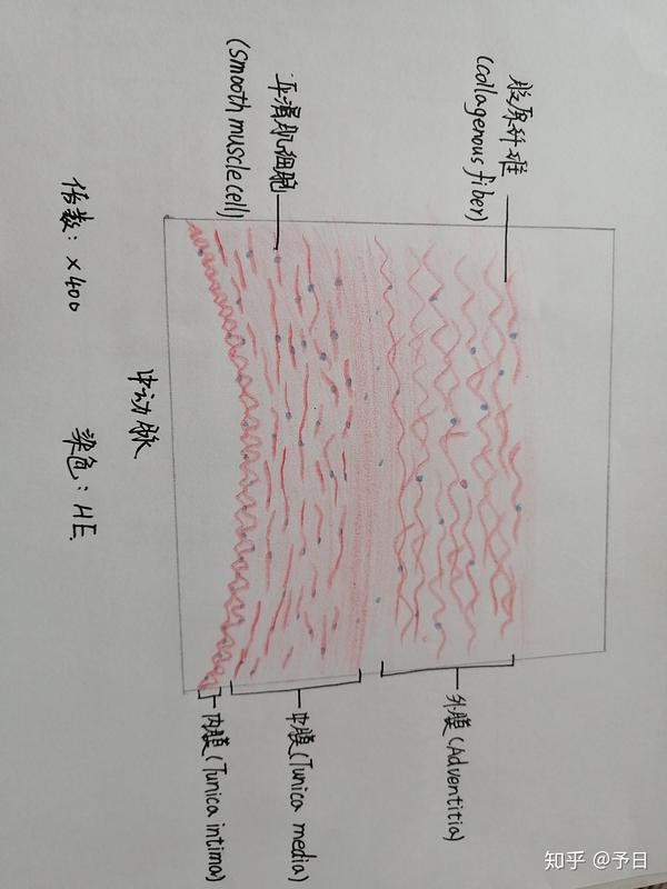 组胚实验红蓝铅笔图,随时更新哟