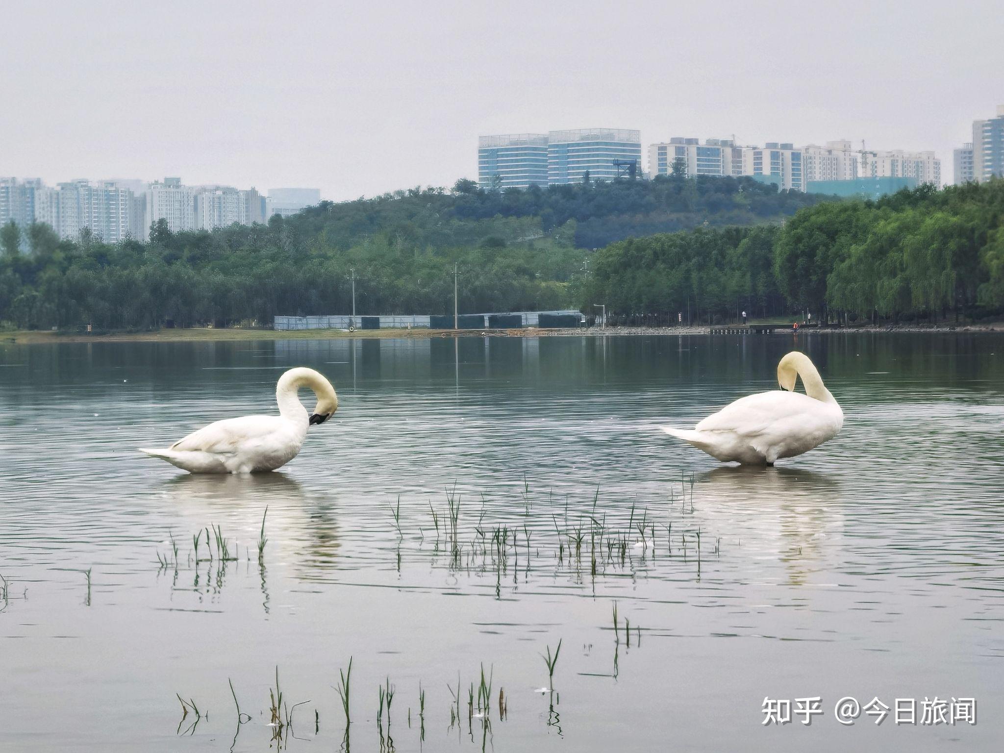 河南郑州龙湖湿地公园有群美丽的白天鹅