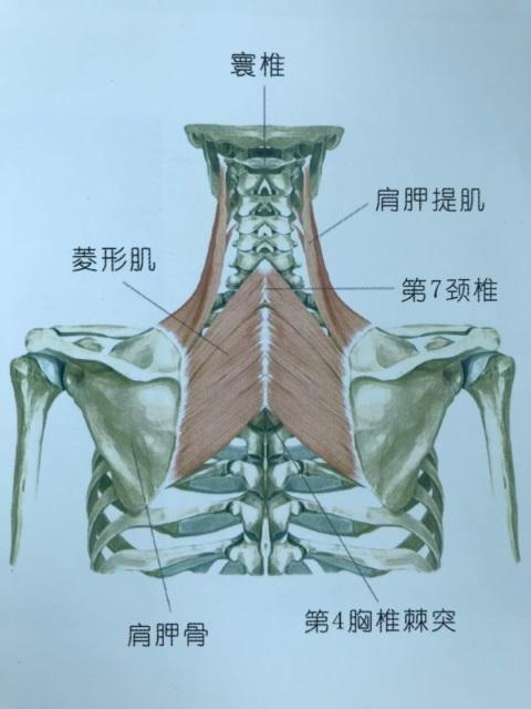 而斜方肌中下束,菱形肌,深层颈屈肌等长期处于放松状态,肌力逐渐减弱