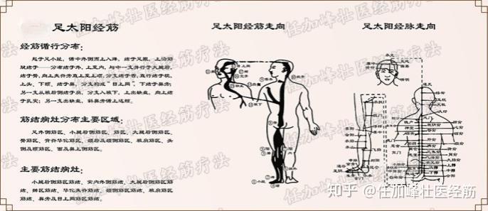 手少阴之筋手太阳之筋  手少阳之筋 手阳明之筋足太阴之筋  足少阴经