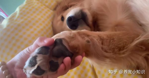 不知道有多少铲屎官会注意到,狗狗爪子印其实就是一直小熊的形状