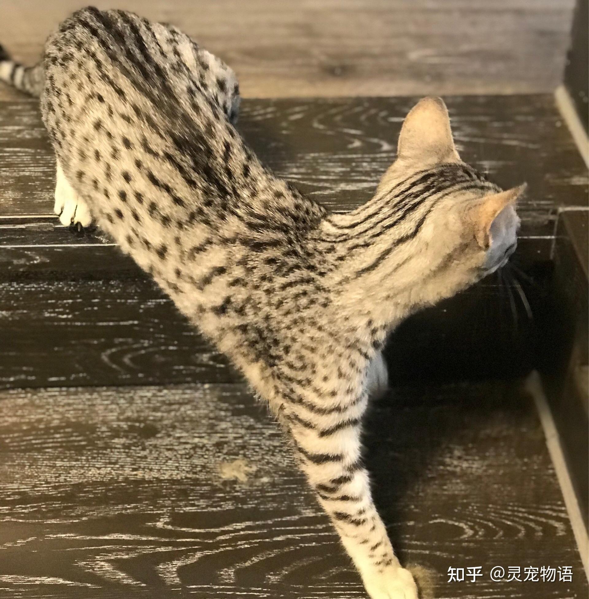 埃及猫的基本知识普及