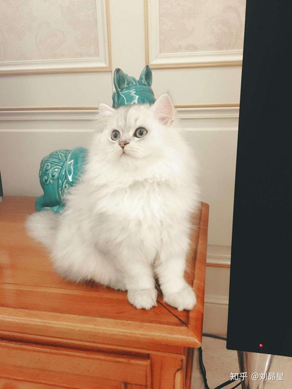 我的猫咪是金吉拉吗?
