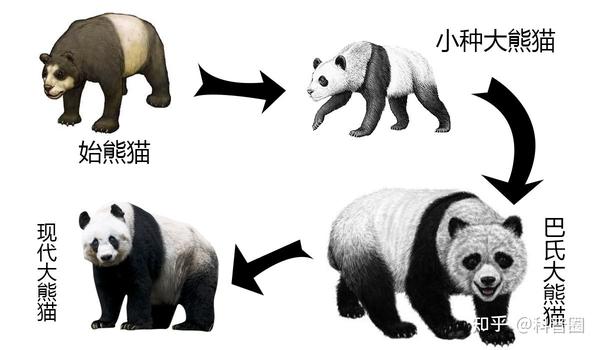 大熊猫的前世今生:从凶猛的"食铁兽"变成呆萌可爱的"国宝"