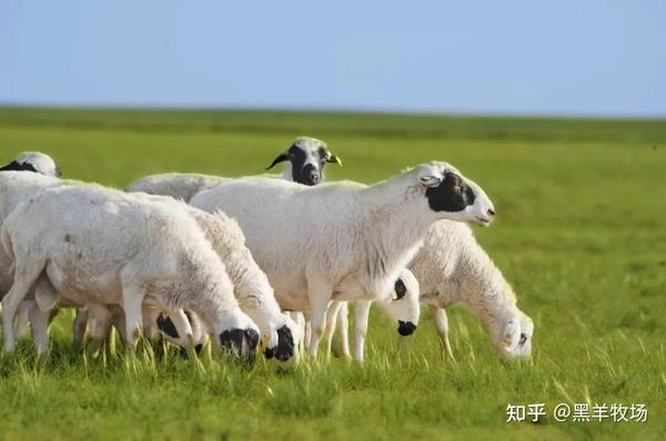 它是内蒙古优良地方品种绵羊之一,由于头部多为黑色也被叫做"熊猫羊"