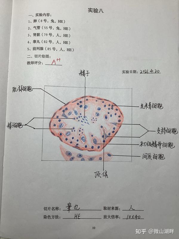 组胚实验红蓝铅笔手绘图